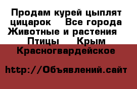 Продам курей цыплят,цицарок. - Все города Животные и растения » Птицы   . Крым,Красногвардейское